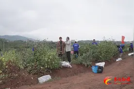 茶陵县：100余亩洛神花喜迎丰收图片