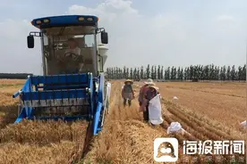 农大学生的麦收：40℃高温下的“万里挑一”图片