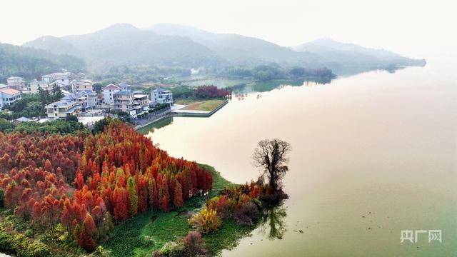 江西分宜：冬日水杉 如诗如画