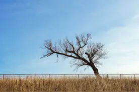 联合国报告：全球牧场退化问题严重图片