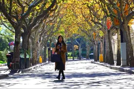 漫步在这十条梧桐树下的小马路，限时打卡魔都最美秋景！图片