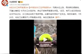 武汉长江边甲鱼冒头 专家谈甲鱼冒头原因：汛期水位上涨，寻找新的栖息地图片