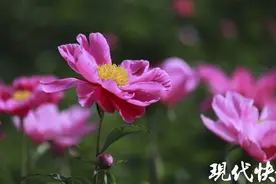 赏花的可要抓紧了！​句容百亩芍药竞相绽放图片