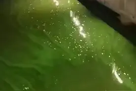 拍客丨滇池湖水呈诡异碧绿色？水务局：蓝藻爆发，气温下降就会减少图片