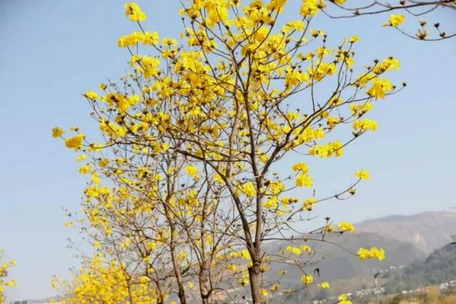 东川黄花风铃开了