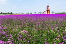 哈尔滨市香坊区薰衣草庄园、玫瑰庄园相继纳客图片