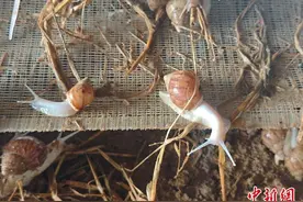 壳内生“金” 江西鹰潭月湖小蜗牛“爬”出致富路图片