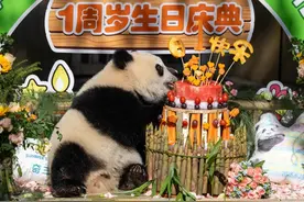 重庆动物园大熊猫“奇颖”满一岁啦！可爱抓周萌翻全场图片