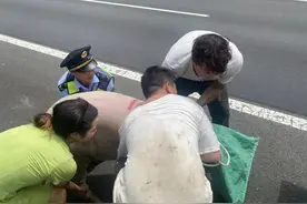 急！“二师兄”掉落高速，所幸处置及时，化险为夷图片