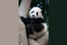 大熊猫中心辟谣“迁地保护是满足私欲”：系物种延续的希望图片