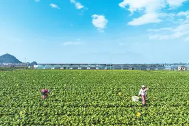 湖南的潇湘菜，如何走俏粤港澳大湾区？图片