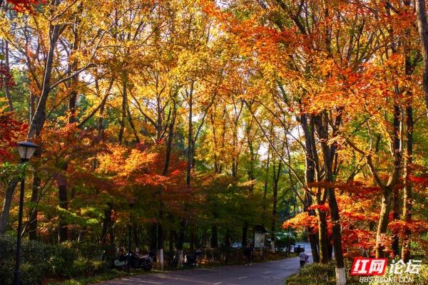 岁暖时刻丨枫叶一红，省植物园的“暖色派对”开始了