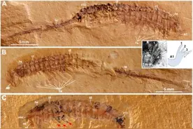 远古发现｜蜘蛛蝎子5.2亿年前的祖先，可能长这样图片