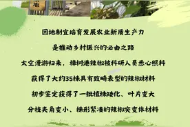 巴陵记者打卡集丨千年古镇樟树港的“太空辣椒”丰收了图片