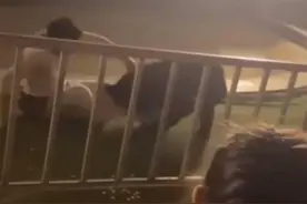 黑熊表演时抱咬驯兽师脚部，动物园回应：是意外，没出血，后续可能考虑取消此类表演图片