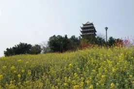 祭祖扫墓、踏青郊游、插柳折柳……清明节的传统习俗，你知道几个？图片