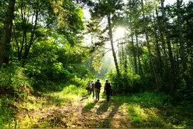 丰盈森林碳库，唤醒绿色宝藏图片