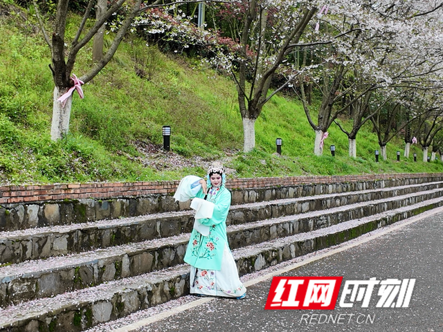 组图丨来泸溪，看樱花漫岸，赴一场春天之约