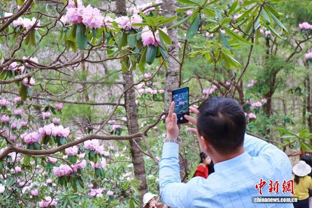 陕西商洛：秦岭高山杜鹃迎盛放期