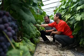 奋战主汛期 河北在行动｜饶阳县留楚镇胜利村：专家冒雨来了 果农心不慌了图片