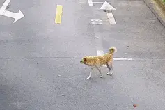 家门口的鞋子连续被盗，“偷鞋贼”原来是小狗图片