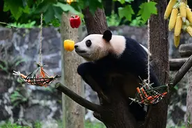 中国大熊猫保护研究中心都江堰基地举办大熊猫集体生日会图片