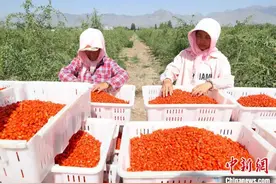 宁夏头茬枸杞迎来采摘季图片
