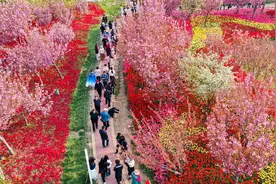 樱花与国风的完美结合——鹤壁樱花季奏响春日华章图片