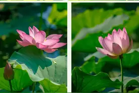 全免费！济南荷花正盛，这些地方可赏花图片