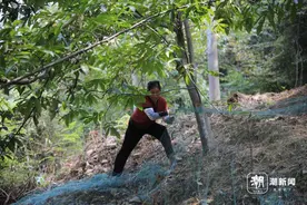 临安山核桃最快啥时能吃到？价格贵吗？潮新闻帮大家打听图片