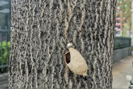 “虫虫特工队”出击 神秘蚕茧如何剿灭外来“植物杀手”？图片