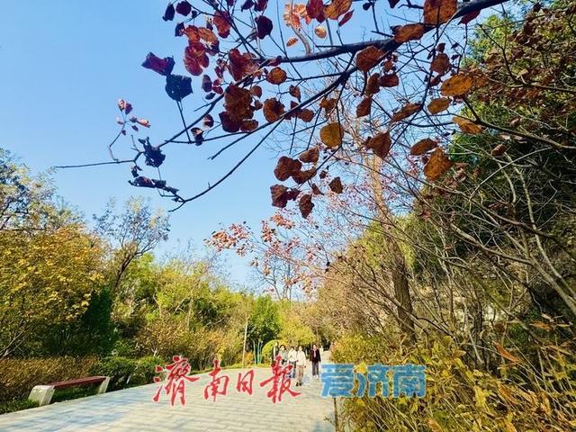 一年四季 泉在济南丨暖阳映彩林 游人赏景忙