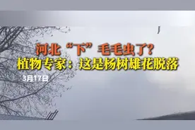河北天降“毛毛虫雨”？植物专家解读：系杨树雄花脱落图片