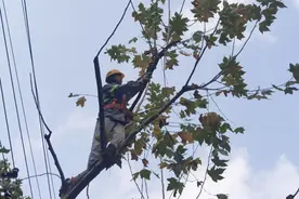 上海170多万株行道树全面“剃头”，经典杯子款依旧流行但技术派考虑转型图片