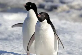 “对等关税”收到企鹅头上？网友看不下去了，纷纷恶搞“企鹅税”图片