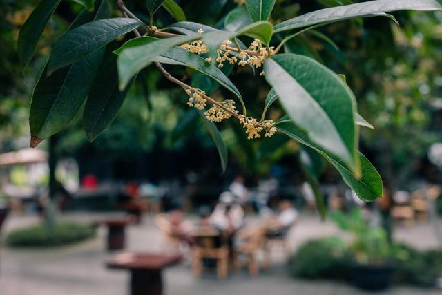 白露为信 满城桂花香｜图集