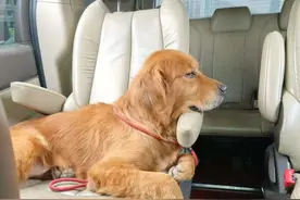 流浪患病金毛犬康复后“前主人”现身，听闻医疗费2千多立即改口 | 伴宠同行报道①图片