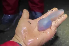 重庆惊现巨无霸蝌蚪  是变异了吗？｜封面科考队图片