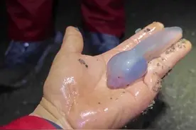 重庆惊现巨无霸蝌蚪  是变异了吗？｜封面科考队图片