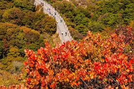 邂逅秋日，八达岭长城赏红攻略图片