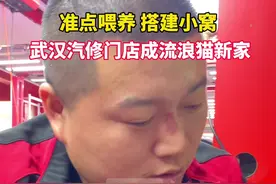 准点喂养，搭建小窝，武汉部分汽修门店成流浪猫新家图片