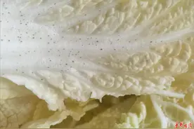 白菜长“小黑点”还能吃吗？图片