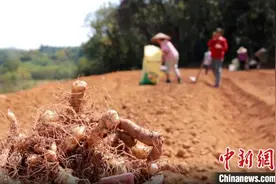 （乡村行 ·看振兴）湖南祁阳荒山旱土种药材增收致富图片