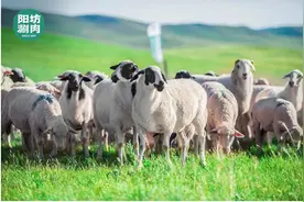 好羊肉才敢清水涮，在阳坊涮肉品尝正宗老北京涮肉精髓图片