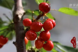 千城百县看中国｜河北卢龙：樱桃红满枝 大棚好“丰”景图片