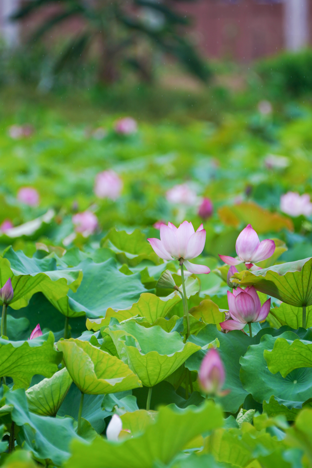 11月的清城，有大动作→