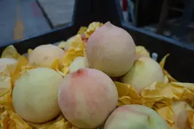 玉露水蜜桃已上市！有商家每天卖掉1000公斤！“早上6点前就没了”图片