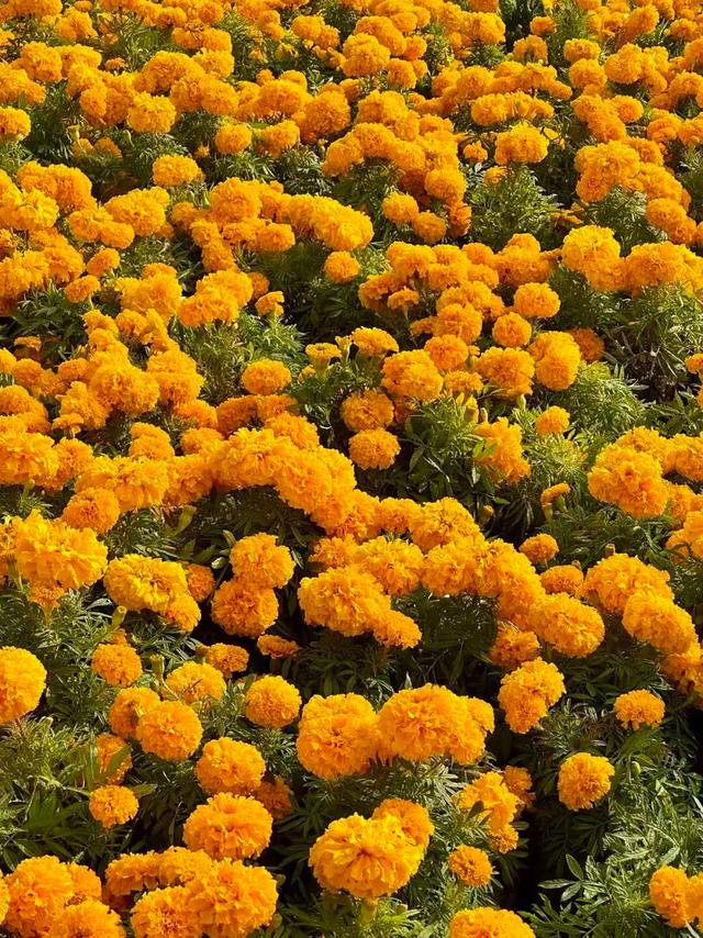 官宣！龙亭菊展延期！