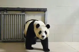 福宝入住神树坪基地，新晋熊猫F4诞生，网友：邻居都是顶流呀~图片