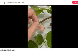 把银杏放水里，“银”杏真的是银色的！什么原理？图片